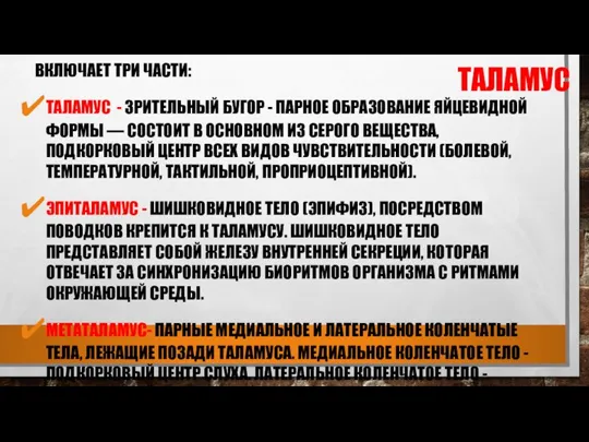 ТАЛАМУС ВКЛЮЧАЕТ ТРИ ЧАСТИ: ТАЛАМУС - ЗРИТЕЛЬНЫЙ БУГОР - ПАРНОЕ ОБРАЗОВАНИЕ ЯЙЦЕВИДНОЙ