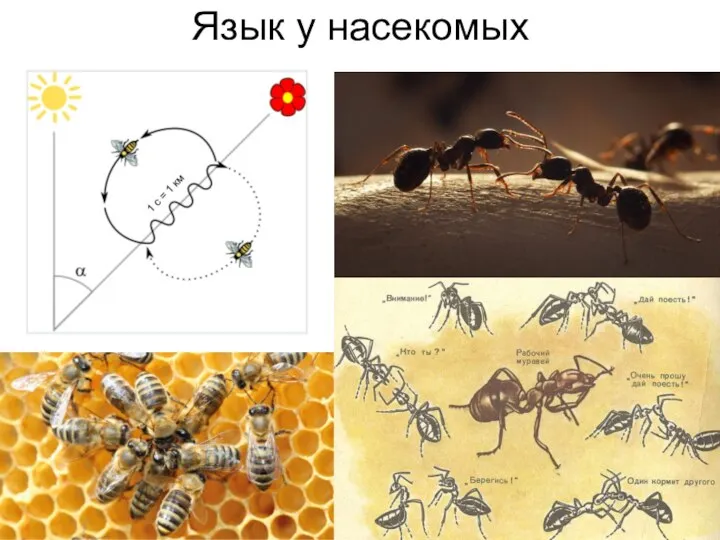 Язык у насекомых