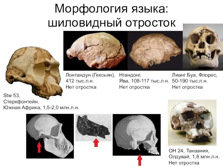 Морфология языка: шиловидный отросток Stw 53, Стеркфонтейн, Южная Африка, 1,5-2,0 млн.л.н. OH