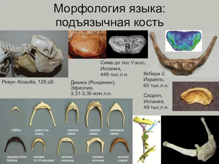 Морфология языка: подъязычная кость Дикика (Рондинин), Эфиопия, 3,31-3,35 млн.л.н. Ревун Aloautta, 128