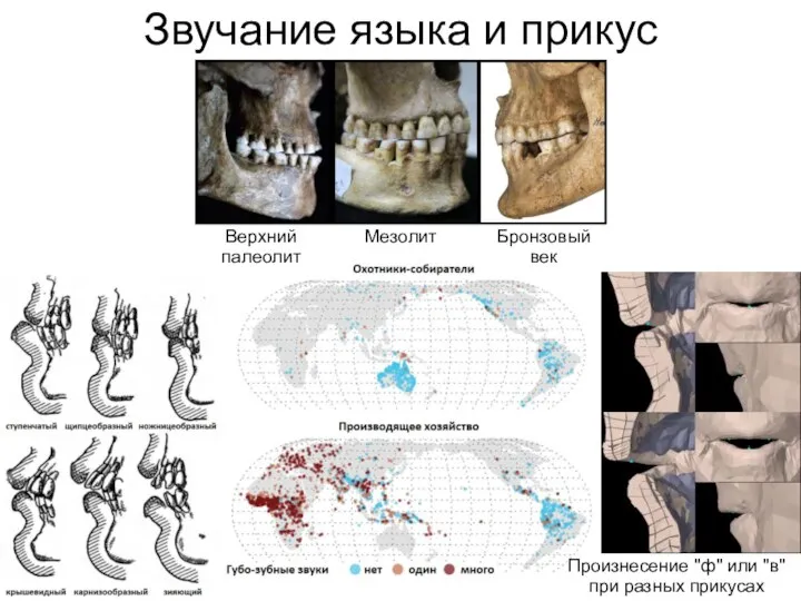 Звучание языка и прикус Верхний палеолит Мезолит Бронзовый век Произнесение "ф" или "в" при разных прикусах