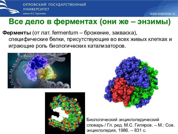 Все дело в ферментах (они же – энзимы) Ферменты (от лат. fermentum