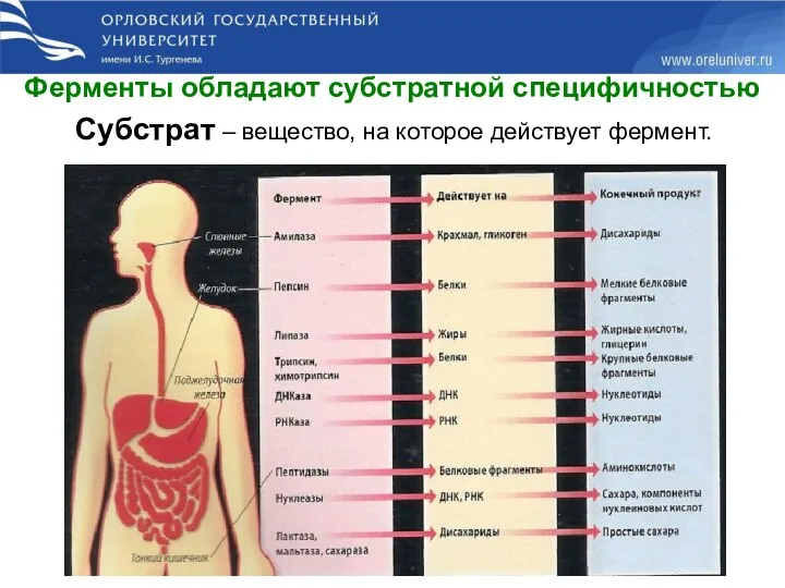 Ферменты обладают субстратной специфичностью Субстрат – вещество, на которое действует фермент.