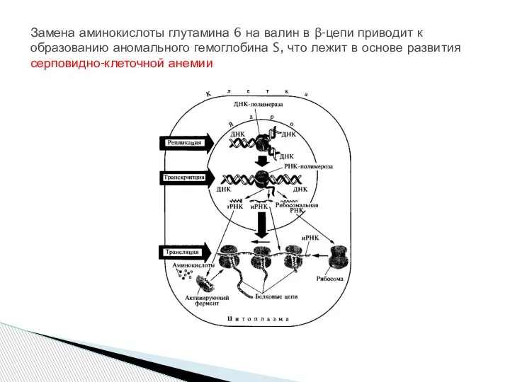 Замена аминокислоты глутамина 6 на валин в β-цепи приводит к образованию аномального