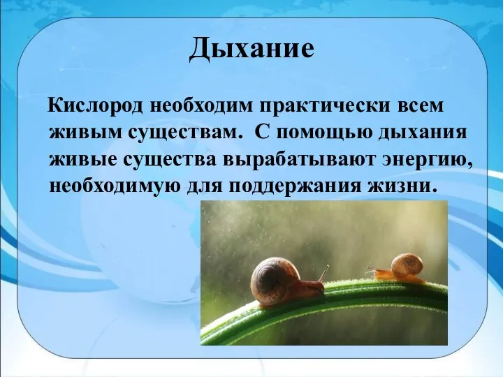 Дыхание Кислород необходим практически всем живым существам. С помощью дыхания живые существа