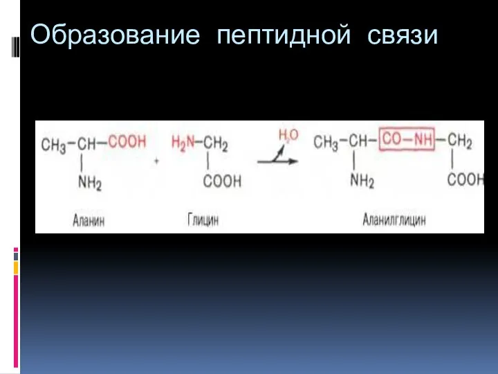 Образование пептидной связи