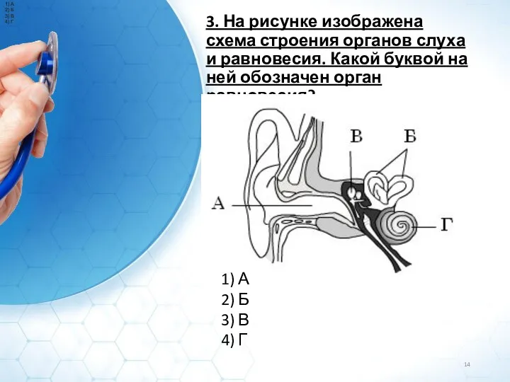 3. На рисунке изображена схема строения органов слуха и равновесия. Какой буквой