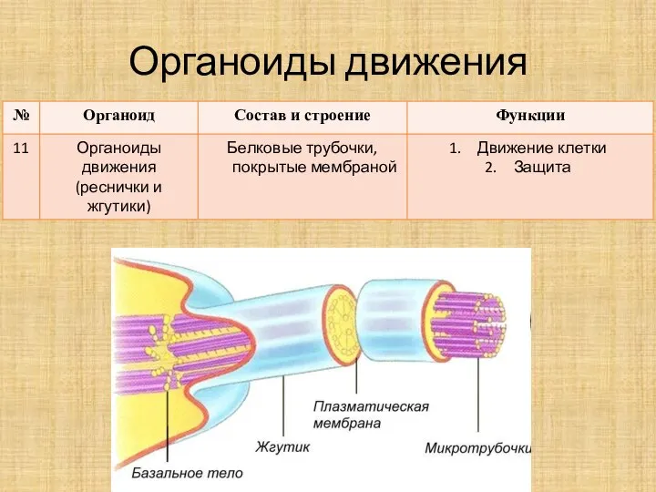 Органоиды движения