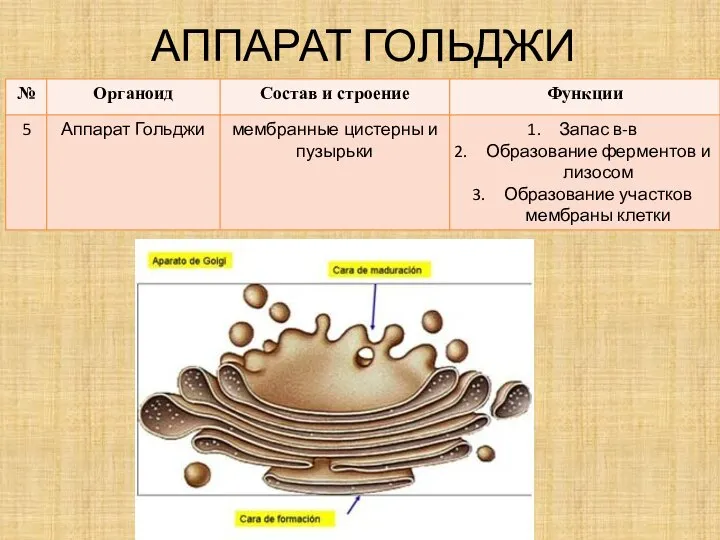 АППАРАТ ГОЛЬДЖИ