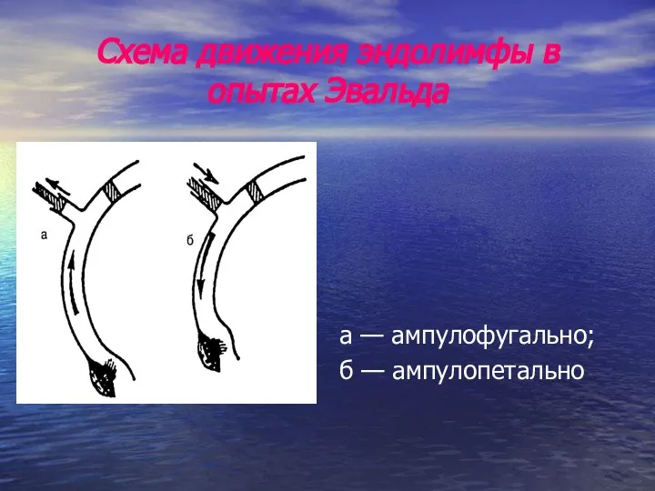 Схема движения эндолимфы в опытах Эвальда а — ампулофугально; б — ампулопетально