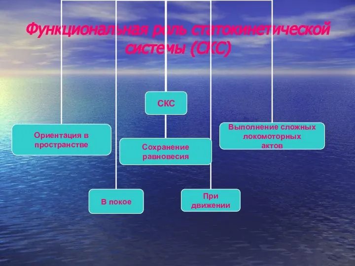 Функциональная роль статокинетической системы (СКС)