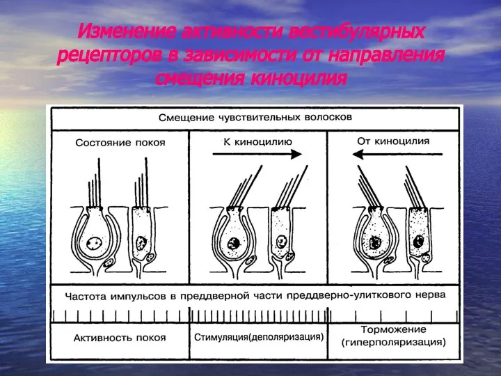 Изменение активности вестибулярных рецепторов в зависимости от направления смещения киноцилия