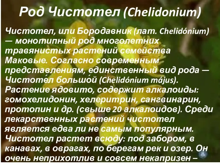 Род Чистотел (Chelidonium) Чистотел, или Бородавник (лат. Chelidónium) — монотипный род многолетних