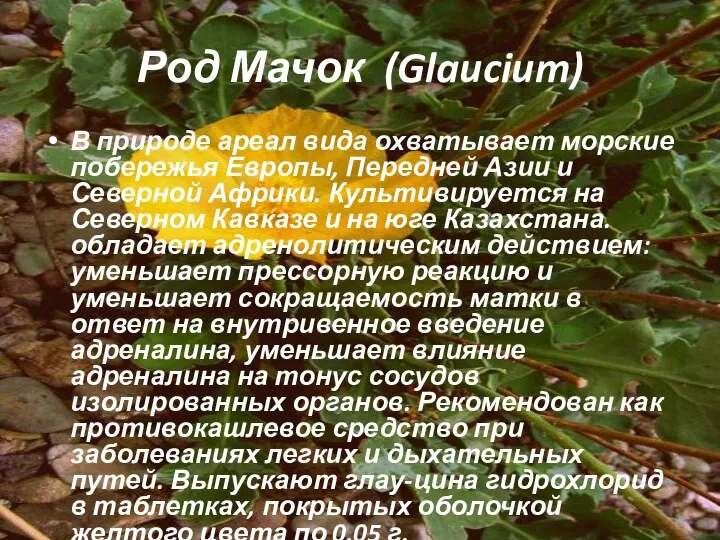 Род Мачок (Glaucium) В природе ареал вида охватывает морские побережья Европы, Передней