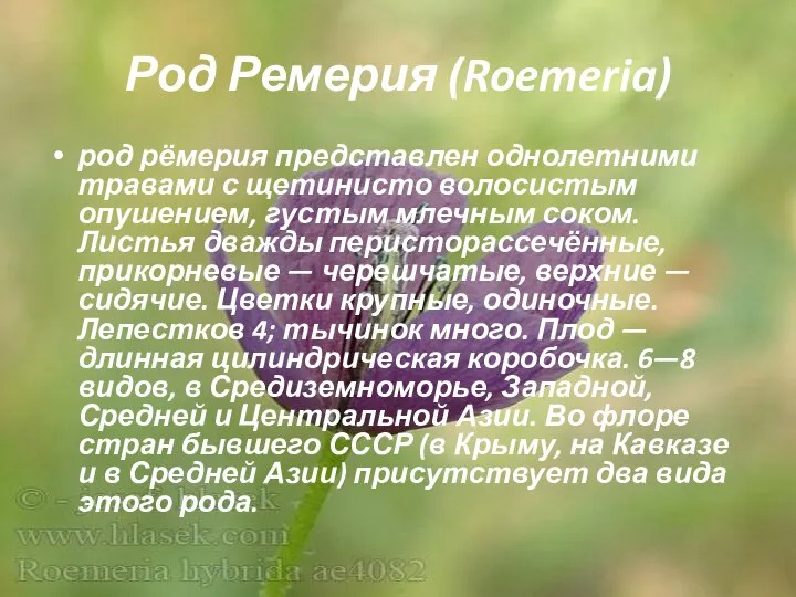 Род Ремерия (Roemeria) род рёмерия представлен однолетними травами с щетинисто волосистым опушением,