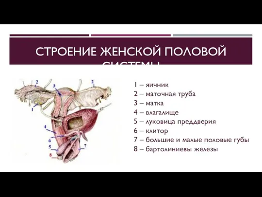 1 – яичник 2 – маточная труба 3 – матка 4 –