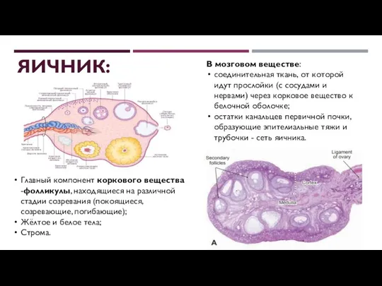 Главный компонент коркового вещества -фолликулы, находящиеся на различной стадии созревания (покоящиеся, созревающие,