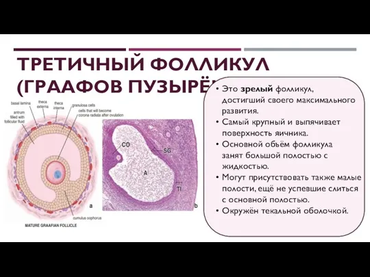 ТРЕТИЧНЫЙ ФОЛЛИКУЛ (ГРААФОВ ПУЗЫРЁК): Это зрелый фолликул, достигший своего максимального развития. Самый