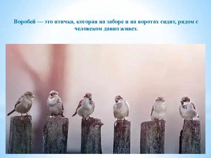Воробей — это птичка, которая на заборе и на воротах сидит, рядом с человеком давно живет.