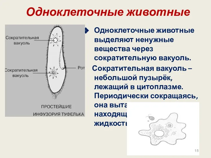 Одноклеточные животные Одноклеточные животные выделяют ненужные вещества через сократительную вакуоль. Сократительная вакуоль