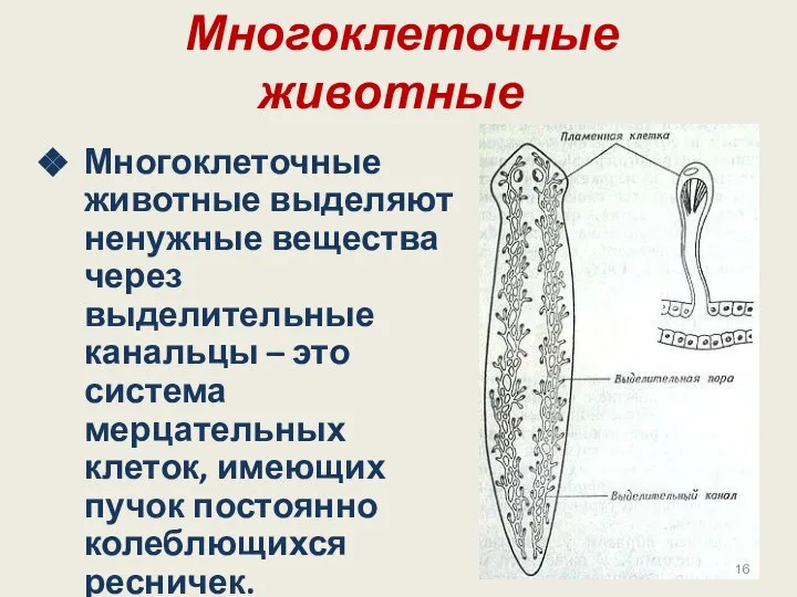 Многоклеточные животные Многоклеточные животные выделяют ненужные вещества через выделительные канальцы – это