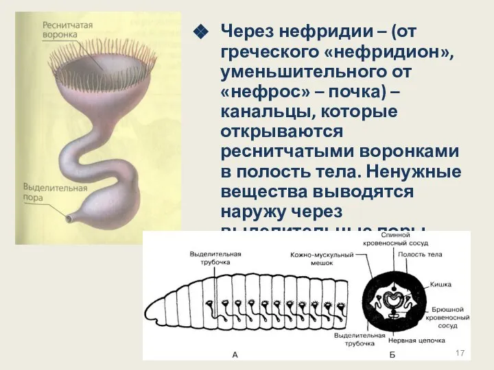 Через нефридии – (от греческого «нефридион», уменьшительного от «нефрос» – почка) –