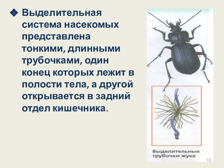 Выделительная система насекомых представлена тонкими, длинными трубочками, один конец которых лежит в