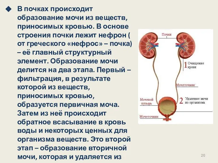 В почках происходит образование мочи из веществ, приносимых кровью. В основе строения