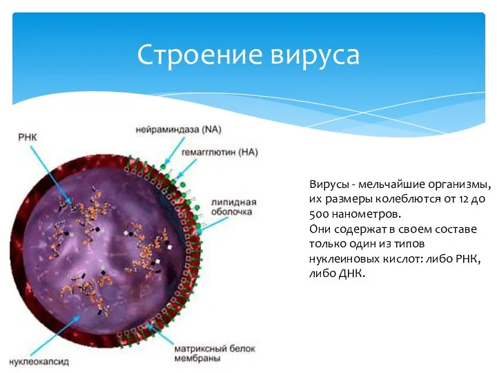 Строение вируса Вирусы - мельчайшие организмы, их размеры колеблются от 12 до