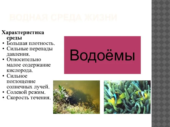 ВОДНАЯ СРЕДА ЖИЗНИ Характеристика среды Большая плотность. Сильные перепады давления. Относительно малое