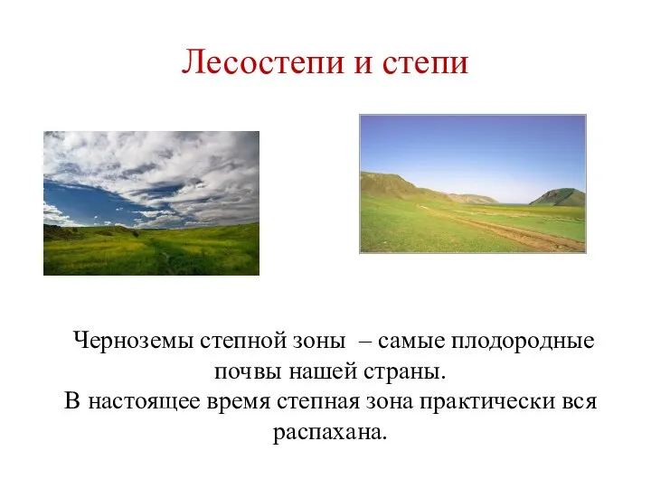 Лесостепи и степи Черноземы степной зоны – самые плодородные почвы нашей страны.