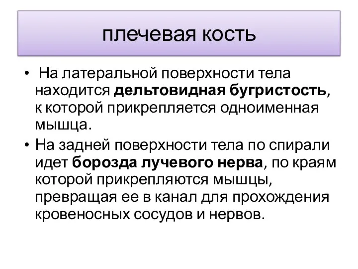 плечевая кость На латеральной поверхности тела находится дельтовидная бугристость, к которой прикрепляется