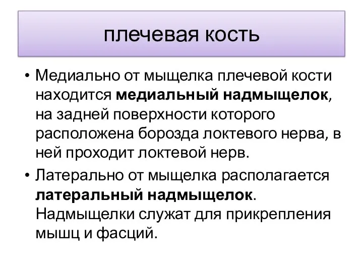 плечевая кость Медиально от мыщелка плечевой кости находится медиальный надмыщелок, на задней