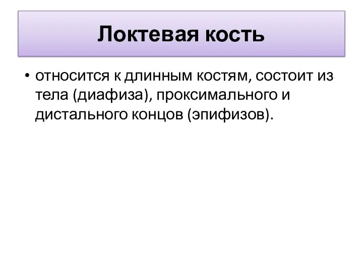 Локтевая кость относится к длинным костям, состоит из тела (диафиза), проксимального и дистального концов (эпифизов).