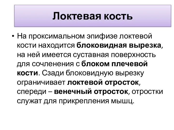 Локтевая кость На проксимальном эпифизе локтевой кости находится блоковидная вырезка, на ней