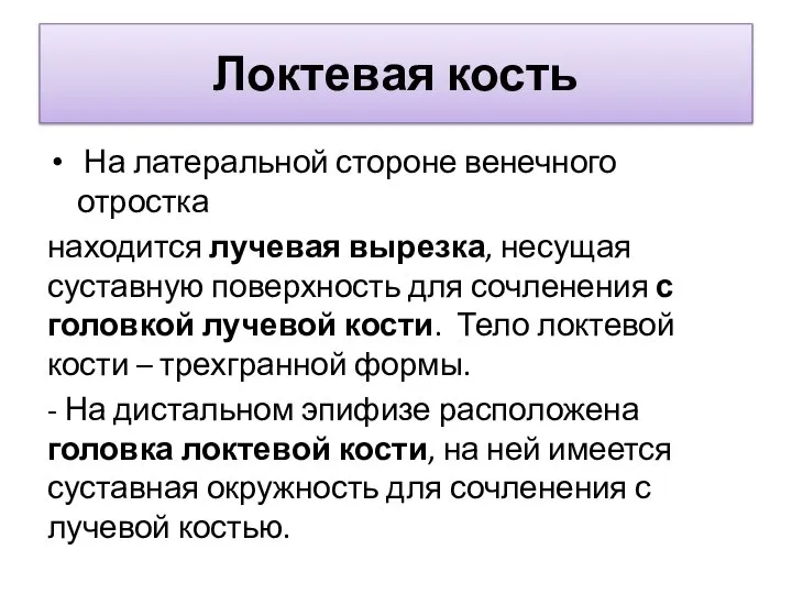 Локтевая кость На латеральной стороне венечного отростка находится лучевая вырезка, несущая суставную