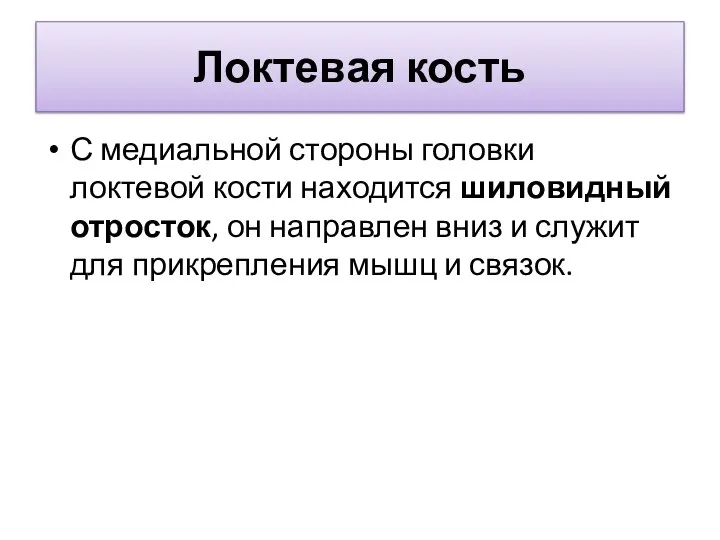 Локтевая кость С медиальной стороны головки локтевой кости находится шиловидный отросток, он