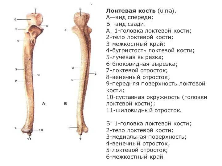 Локтевая кость (ulna). А—вид спереди; Б—вид сзади. А: 1-головка локтевой кости; 2-тело