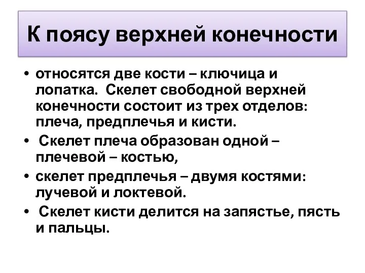 К поясу верхней конечности относятся две кости – ключица и лопатка. Скелет