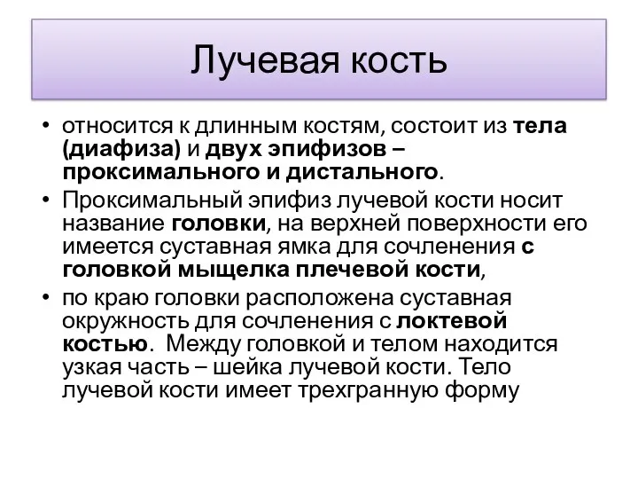 Лучевая кость относится к длинным костям, состоит из тела (диафиза) и двух