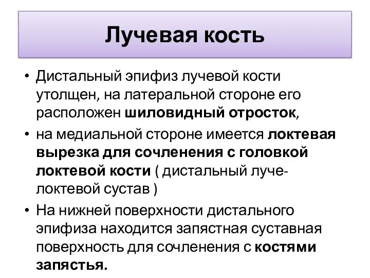 Лучевая кость Дистальный эпифиз лучевой кости утолщен, на латеральной стороне его расположен