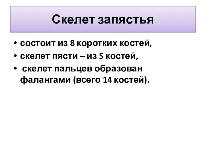 Скелет запястья состоит из 8 коротких костей, скелет пясти – из 5