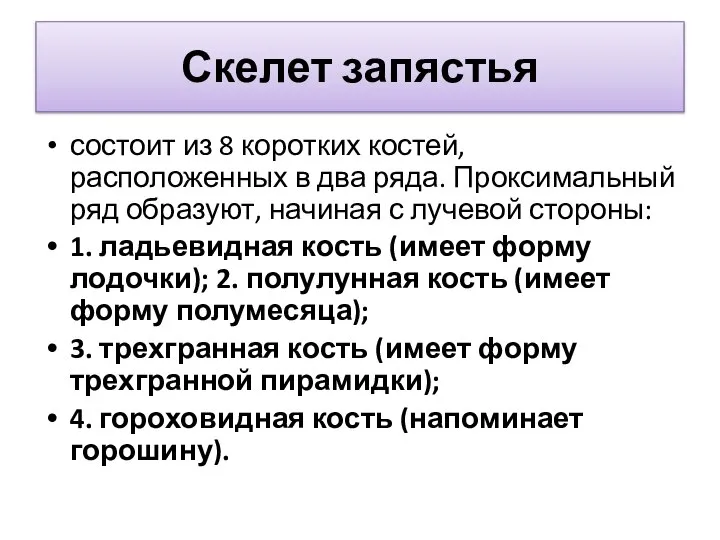 Скелет запястья состоит из 8 коротких костей, расположенных в два ряда. Проксимальный