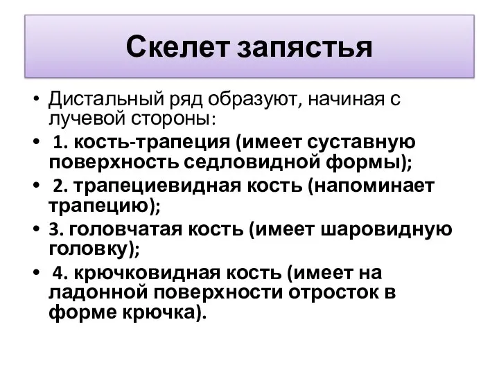 Скелет запястья Дистальный ряд образуют, начиная с лучевой стороны: 1. кость-трапеция (имеет