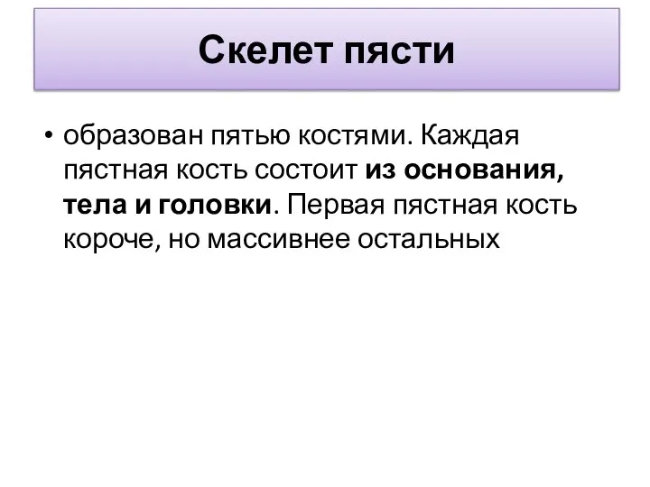 Скелет пясти образован пятью костями. Каждая пястная кость состоит из основания, тела