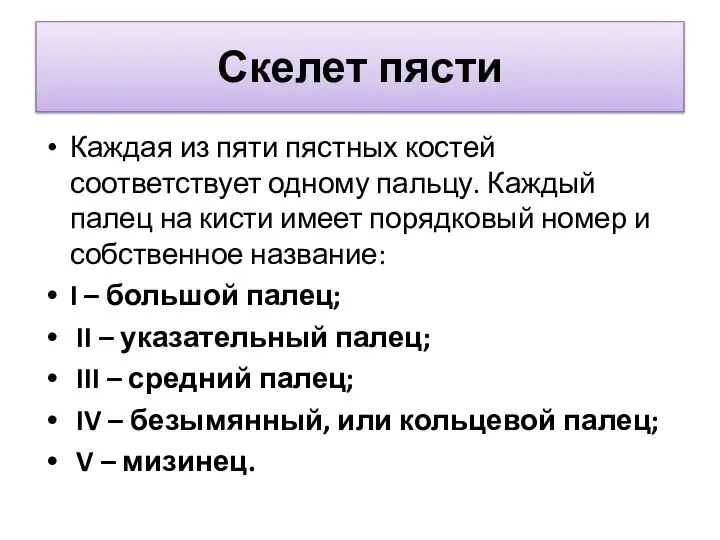 Скелет пясти Каждая из пяти пястных костей соответствует одному пальцу. Каждый палец