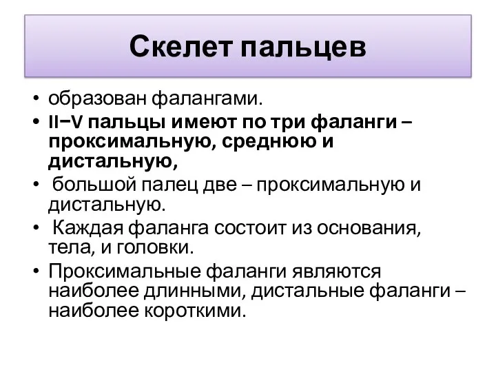 Скелет пальцев образован фалангами. II−V пальцы имеют по три фаланги – проксимальную,