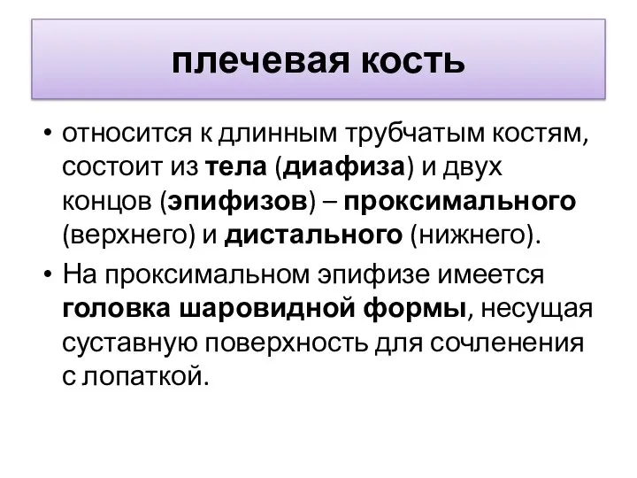 плечевая кость относится к длинным трубчатым костям, состоит из тела (диафиза) и