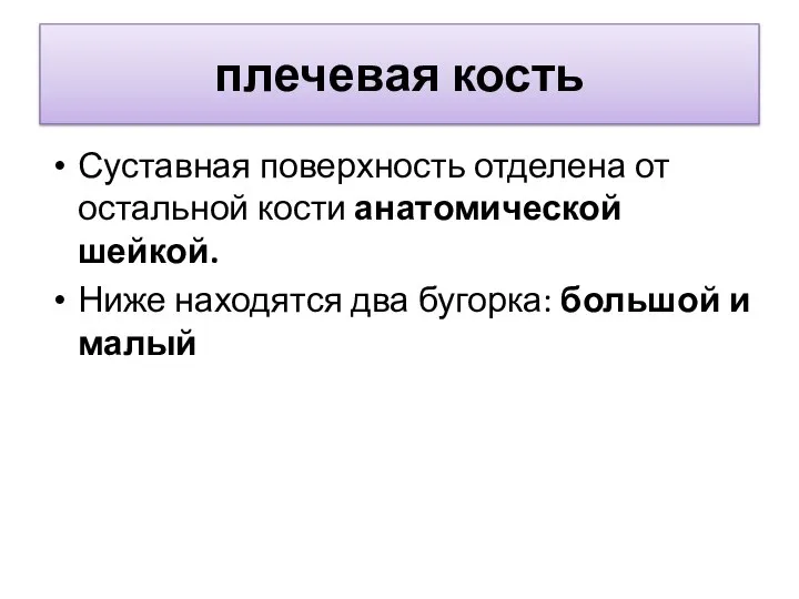 плечевая кость Суставная поверхность отделена от остальной кости анатомической шейкой. Ниже находятся