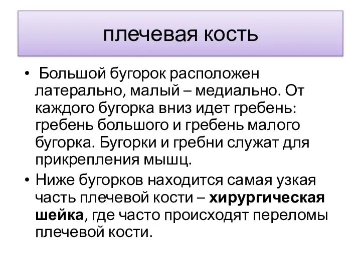 плечевая кость Большой бугорок расположен латерально, малый – медиально. От каждого бугорка